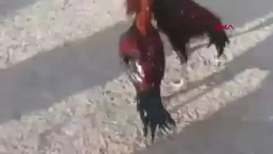 Horoz Dövüşü Baskını: 3 Gözaltı, Ağır Ceza