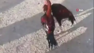 Bahisli Horoz Dövüşüne Baskın: 3 Gözaltı