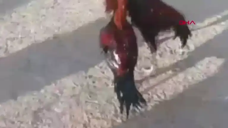 Horoz Dövüşü Baskını: 3 Gözaltı, Ağır Ceza